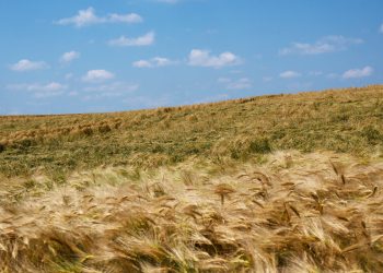 Rusya Ukrayna’nın Tahıl İhracatını Boğarken, Romanya da Yerini Doldurmaya Çalışıyor