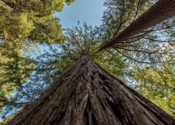 Dünyanın en uzun ağaçları, seyahat blogcularının yaşamakta olduğu ‘yıktan sonra sınırlarım’ akınından