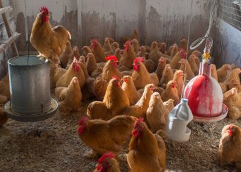 Pandemik Köpek Yavrularını Unutun.  Enflasyon Tavuğu ile tanışın.