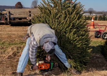 Bu Noel Ağacını Yetiştirmek 10 Yıl Sürdü.  Fiyat?  105$