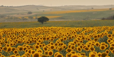 Aycicegi-Islahinda-Devrim-SUBU-Projesi-Sureyi-Yariya-Indiriyor-featured